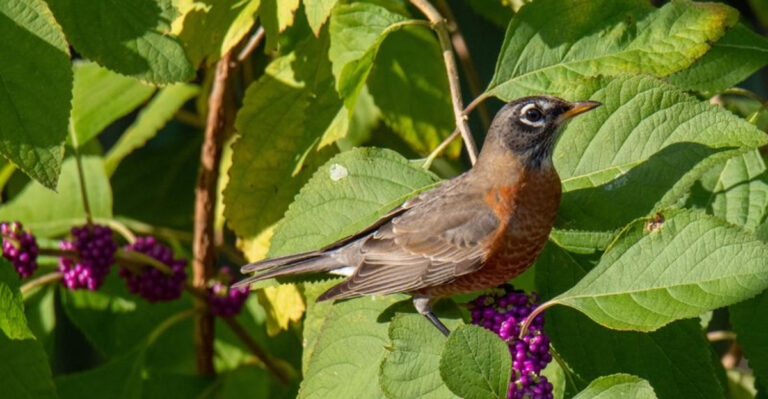 Why You May Notice More American Robins In Your Georgia Yard This Fall