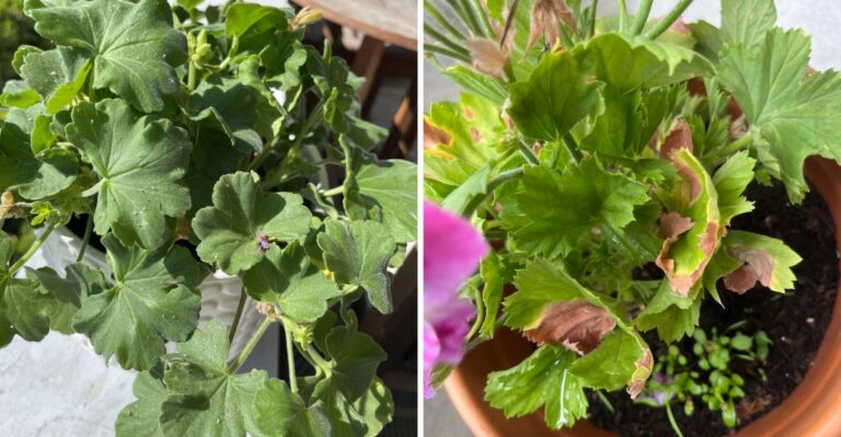 The Real Reason Your Michigan Geraniums Are Turning Yellow