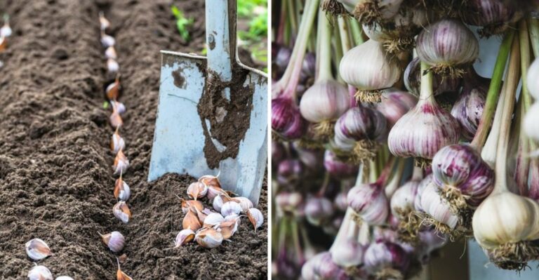 Why Garlic Is The Most Important Thing To Plant In A Pennsylvania Garden This Month