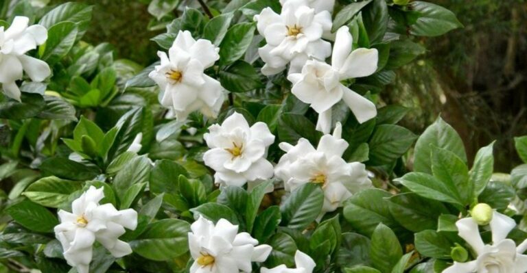 September Is Feeding Time For Gardenias In North Florida – Here’s What They Actually Need