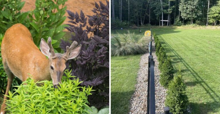 Why Michigan Gardeners See More Deer Damage As Fall Food Sources Disappear