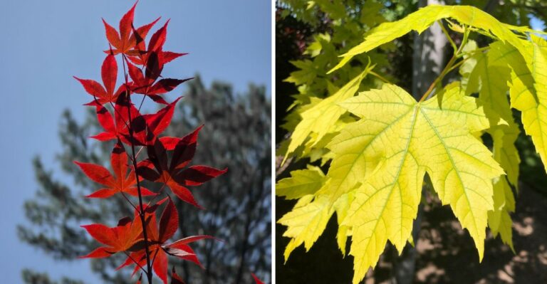 Why New York Maples Can Turn Red Or Yellow At The Same Time