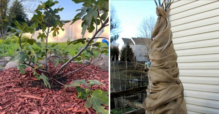 Why North Carolina Fig Trees Need Protection Before The First Frost
