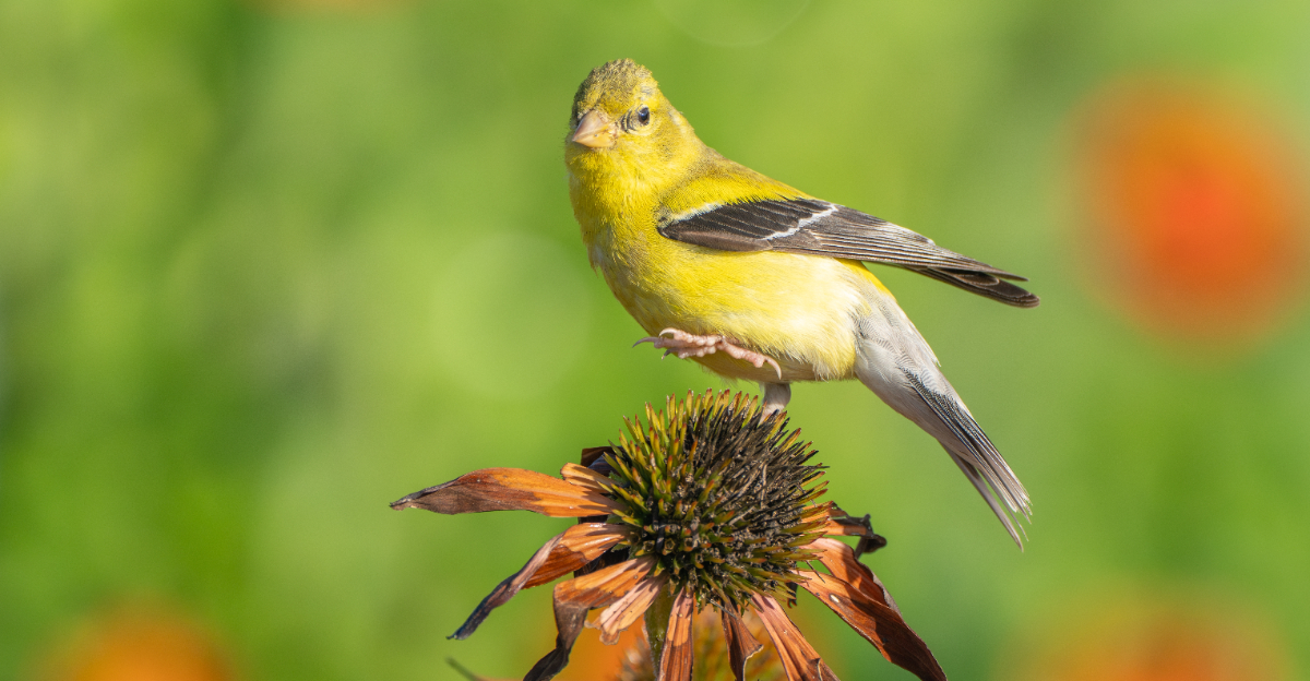 American goldfinch standing on a dried up coneflower