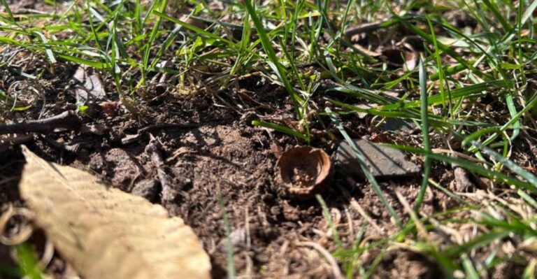 Fall Lawn Fertilizer Mistakes New York Homeowners Should Stop Making