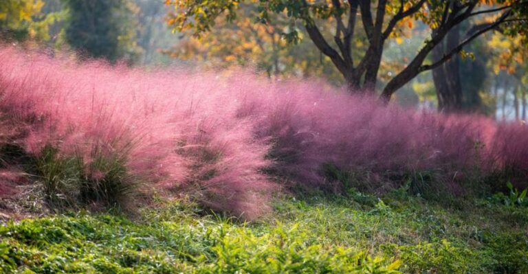 A Strange Pink Haze Is Settling Over Alabama Yards This October And It Has Nothing To Do With Weather