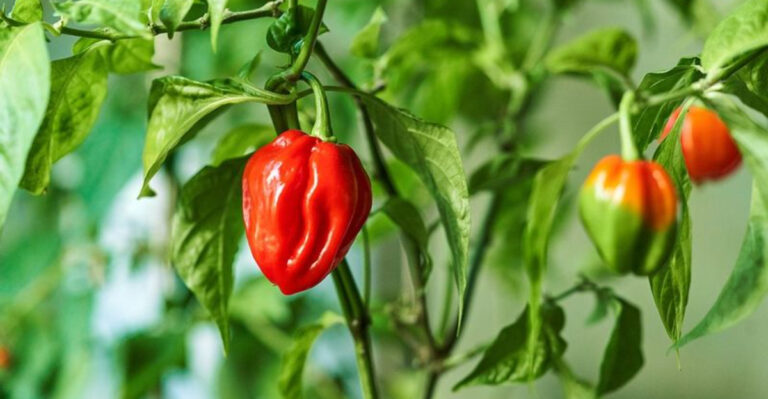 Why Your Pepper Plants Are Producing Less In September