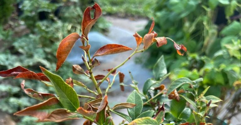 Red Leaves On Georgia Blueberry Bushes May Signal More Than Fall Color
