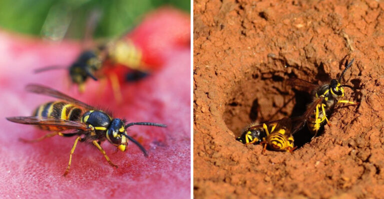 What It Means When Yellow Jackets Keep Appearing In Your Pennsylvania Garden Beds