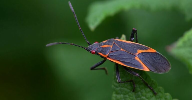 What It Means When Clusters Of Orange And Black Bugs Gather On Sunny Iowa Walls