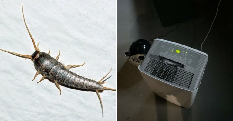 Why More Silverfish Are Showing Up Inside Michigan Homes This Fall