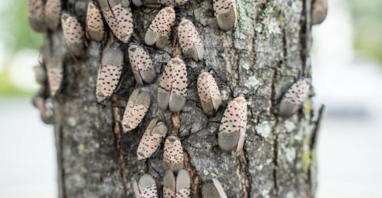 spotted lanternflies on a tree