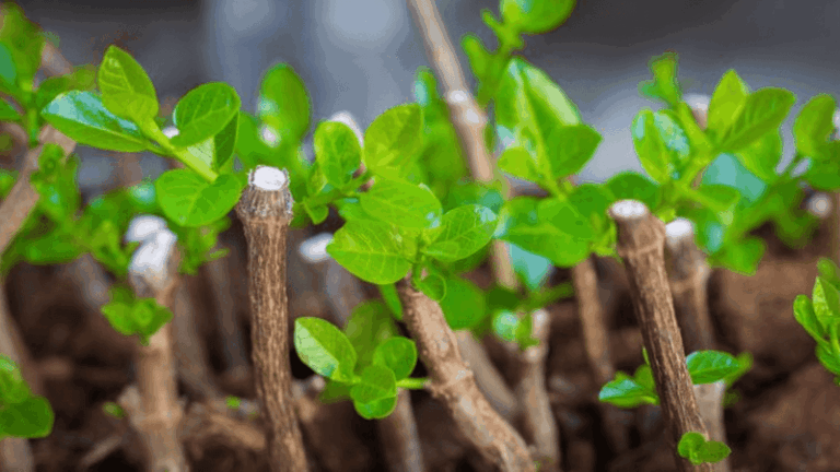 Grow Several Arizona Fig Trees From One Branch With This Water Rooting Experiment