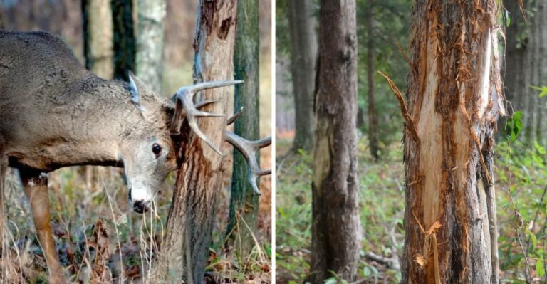What It Means When Bucks Start Rubbing Trees In Your Pennsylvania Yard