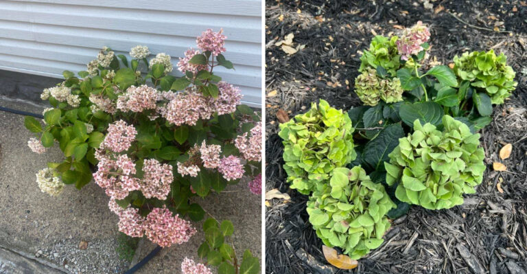 Why Oregon Hydrangea Flowers Fade Green Instead Of Staying Colorful