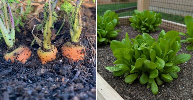 Fall Vegetables Virginia Gardeners Should Plant This Weekend