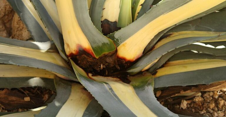 These Popular Florida Plants Hate Wet Feet – September Rain Can Be Their Biggest Problem