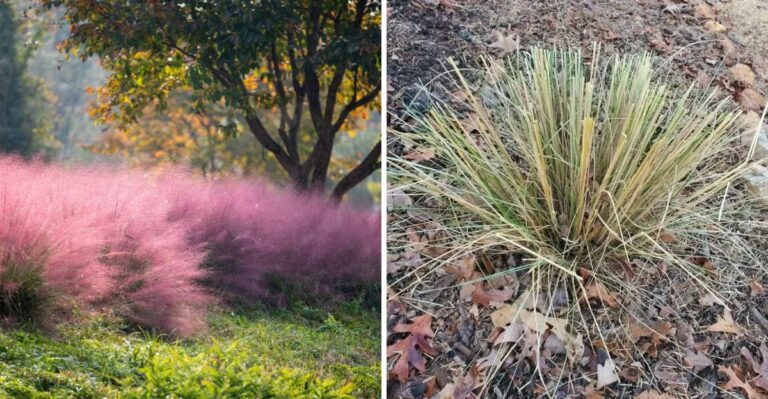 Why September Is The Wrong Time To Give Florida Muhly Grass Its Annual Haircut