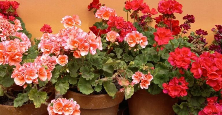 8 Fertilizer Tips To Help North Carolina Potted Geraniums Thrive