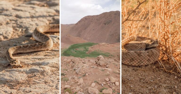 8 Reasons This Colorado Den Draws Hundreds Of Rattlesnakes Every Winter