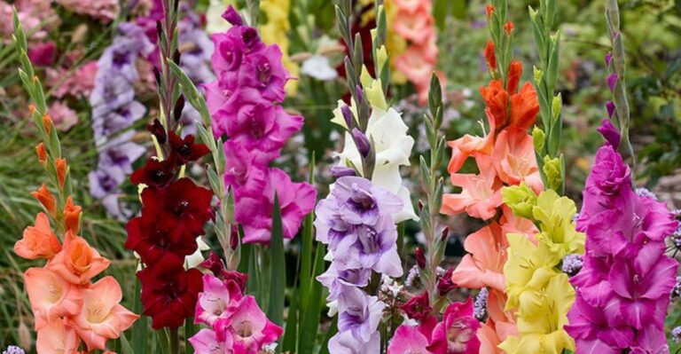 How To Dig Up And Store Gladiolus Corms Before Frost Arrives In Michigan