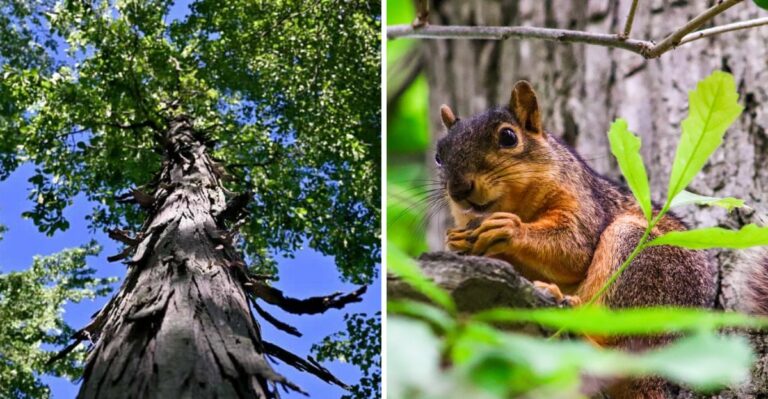 The Ohio Tree That Feeds Squirrels And Gives Bats A Place To Hide