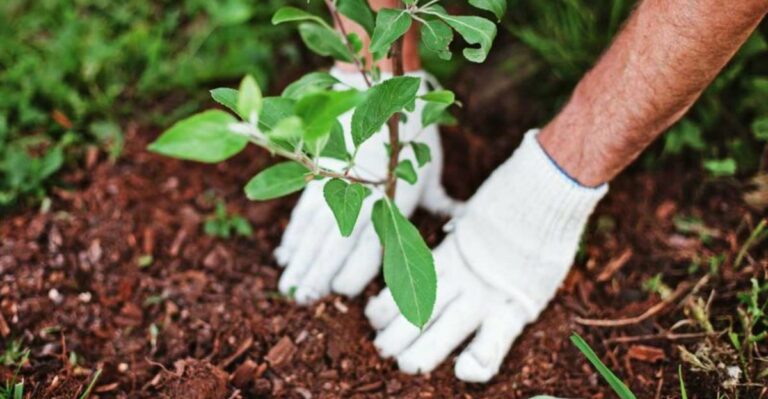 Why Georgia Gardeners Should Never Transplant Into Red Clay Right Before Heavy Rain