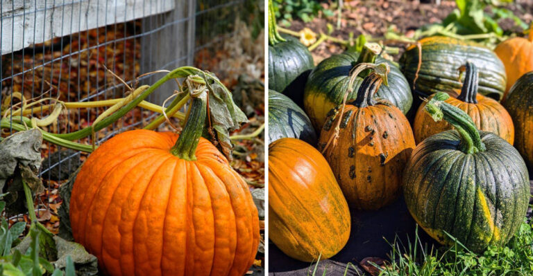 Why Pennsylvania Pumpkins Should Be Harvested Before Cool Wet September Weather Sets In