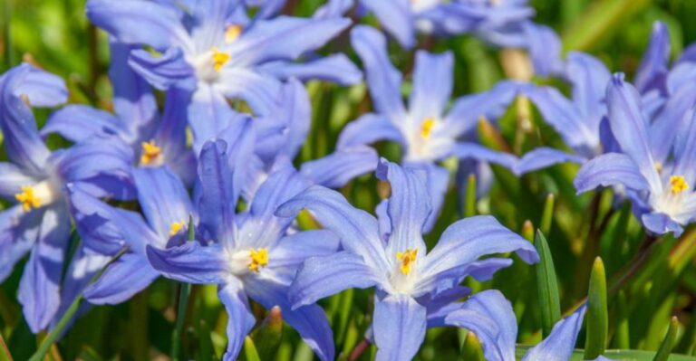 The Underrated Ohio Bulb To Plant Now For A Surprising Spring