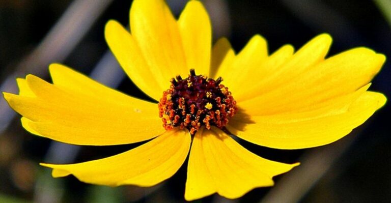 The Yellow Florida Native You’ll Start Seeing Everywhere As Fall Approaches