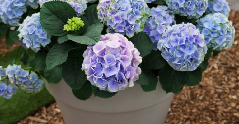 The Right Container Size For Growing Hydrangeas On Oregon Patios