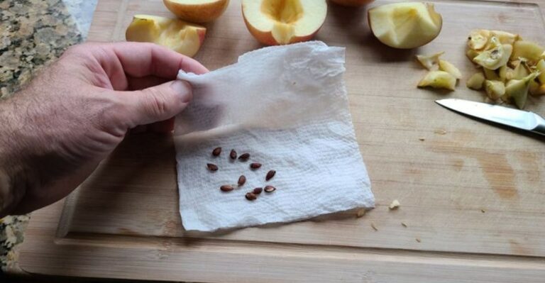 Grow An Apple Tree From Seed In A Cup Of Water On Your Arizona Windowsill