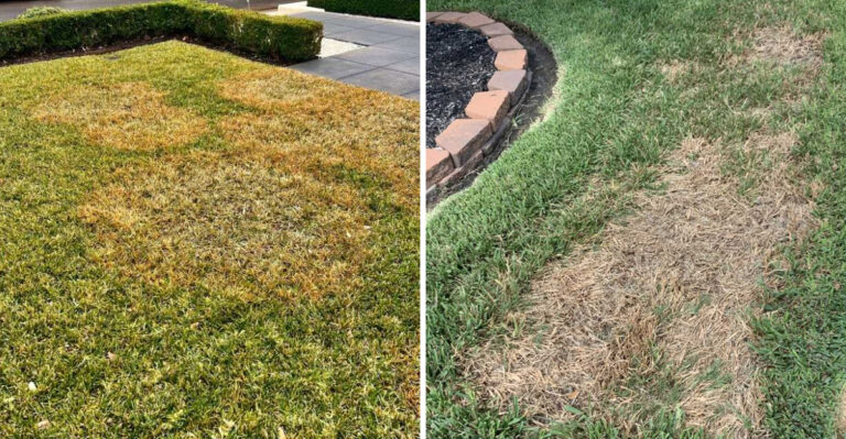 What St. Augustine Grass Needs In September After A Brutal Texas Summer