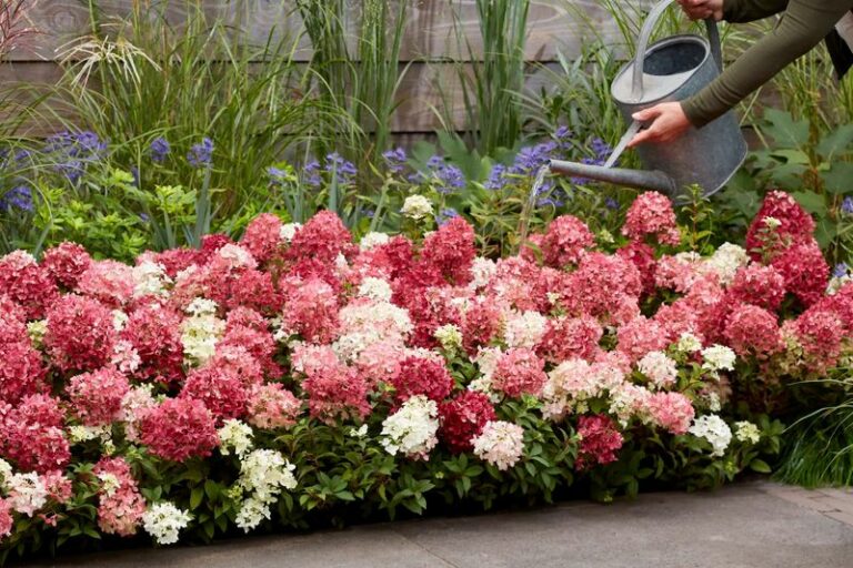 Why Arizona Homeowners Are Swapping Big Hydrangea Shrubs For A Groundcover That Blooms 100 Days
