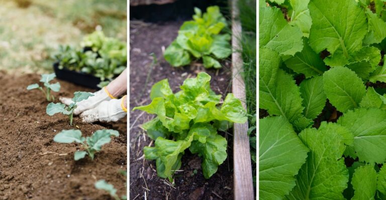 10 Fall Vegetables Alabama Gardeners Can Still Get Into The Ground This Week
