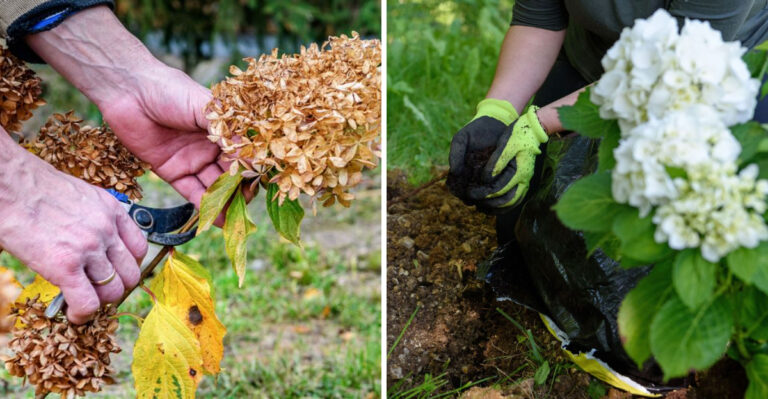 Hydrangea Tasks To Finish Before Fall In Pennsylvania