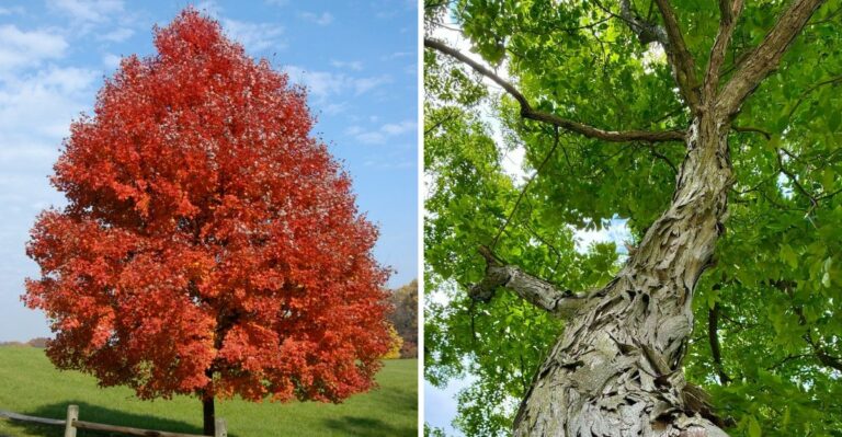 The Drought-Tolerant Native Trees Pennsylvanians Are Quietly Choosing This Fall