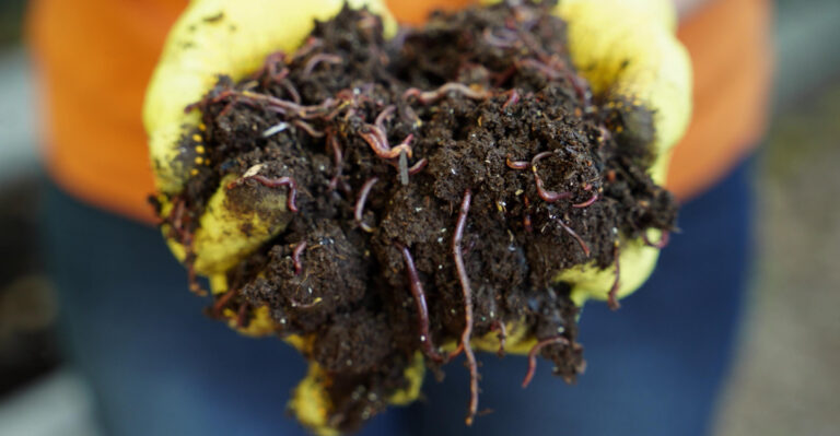 Connecticut Gardeners Have Started Keeping Something Alive In Their Backyards