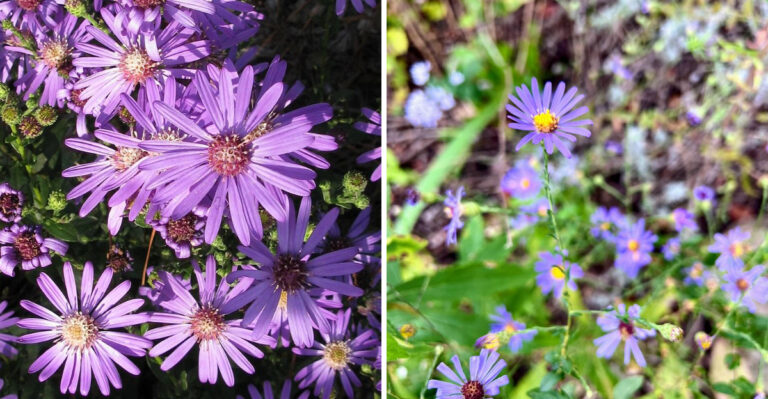 Native Asters Are Replacing Mums In More Georgia Flower Beds This Fall
