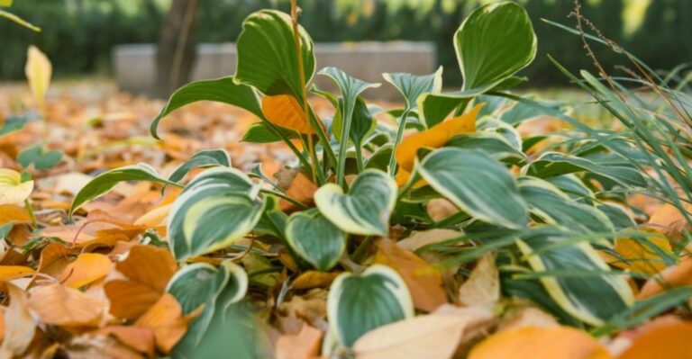 The New York Perennials You Should Think Twice About Moving In Late September