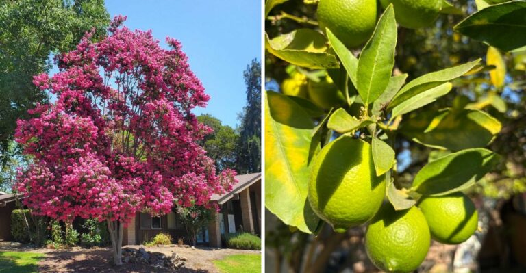 The Fire-Resistant Trees California Homeowners Should Plant Within 30 Feet Of Their House