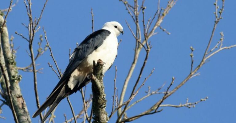 The Spectacular Florida Bird You May Not See Again Until Spring