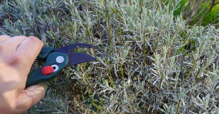 The Oregon Lavender Mistake That Makes Plants Turn Woody Too Fast