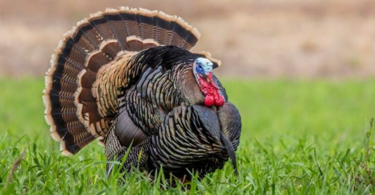 What It Means When You Spot A Wild Turkey In Your Texas Yard This Fall