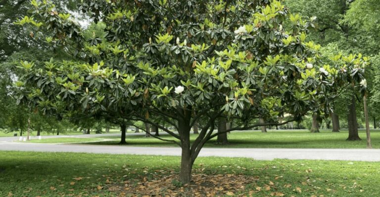 Don’t Give These Popular Florida Trees A Major Pruning In September