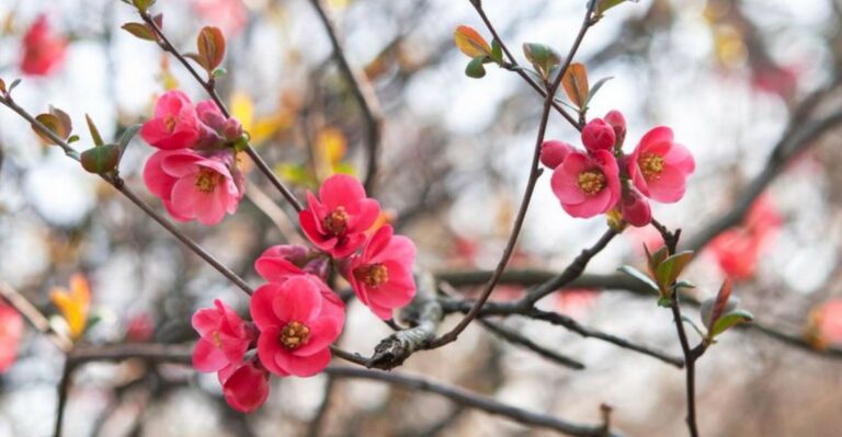 Don’t Give These Ohio Spring-Flowering Shrubs A Fall Haircut