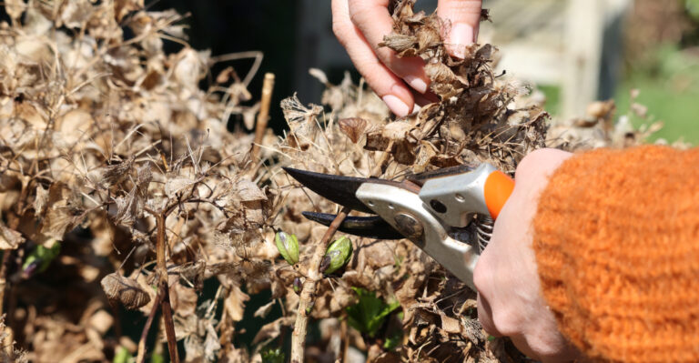 Stop Doing This To Hydrangeas Once Late Summer Arrives