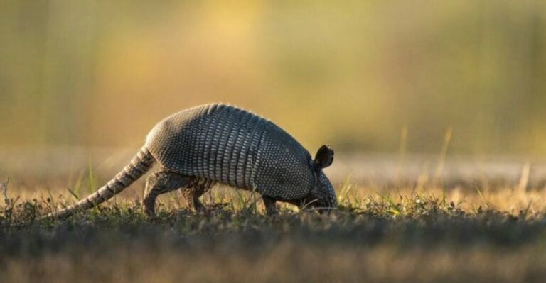 What It Means When An Armadillo Shows Up In Your Texas Yard