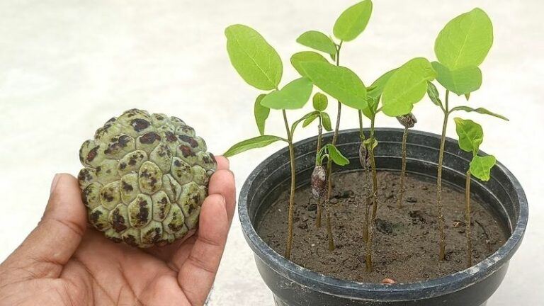The Sugar Apple Rooting Trick Arizona Gardeners Try To Grow A Fruit Tree From A Single Fruit