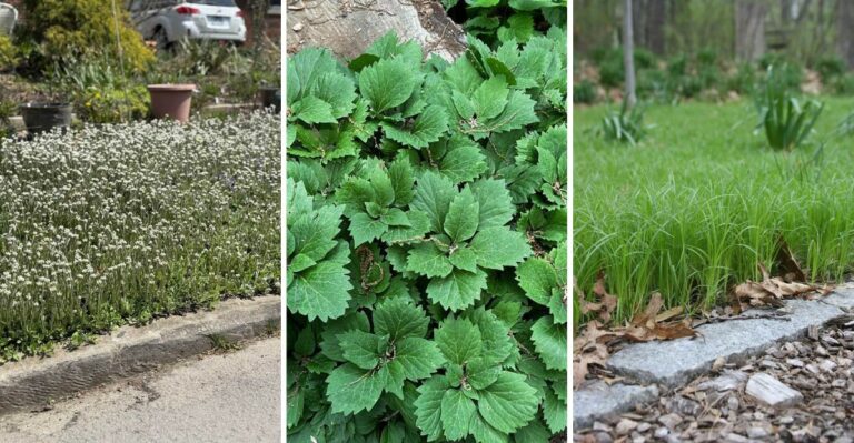 Native Virginia Groundcovers That Crowd Out Weeds Better Than Mulch